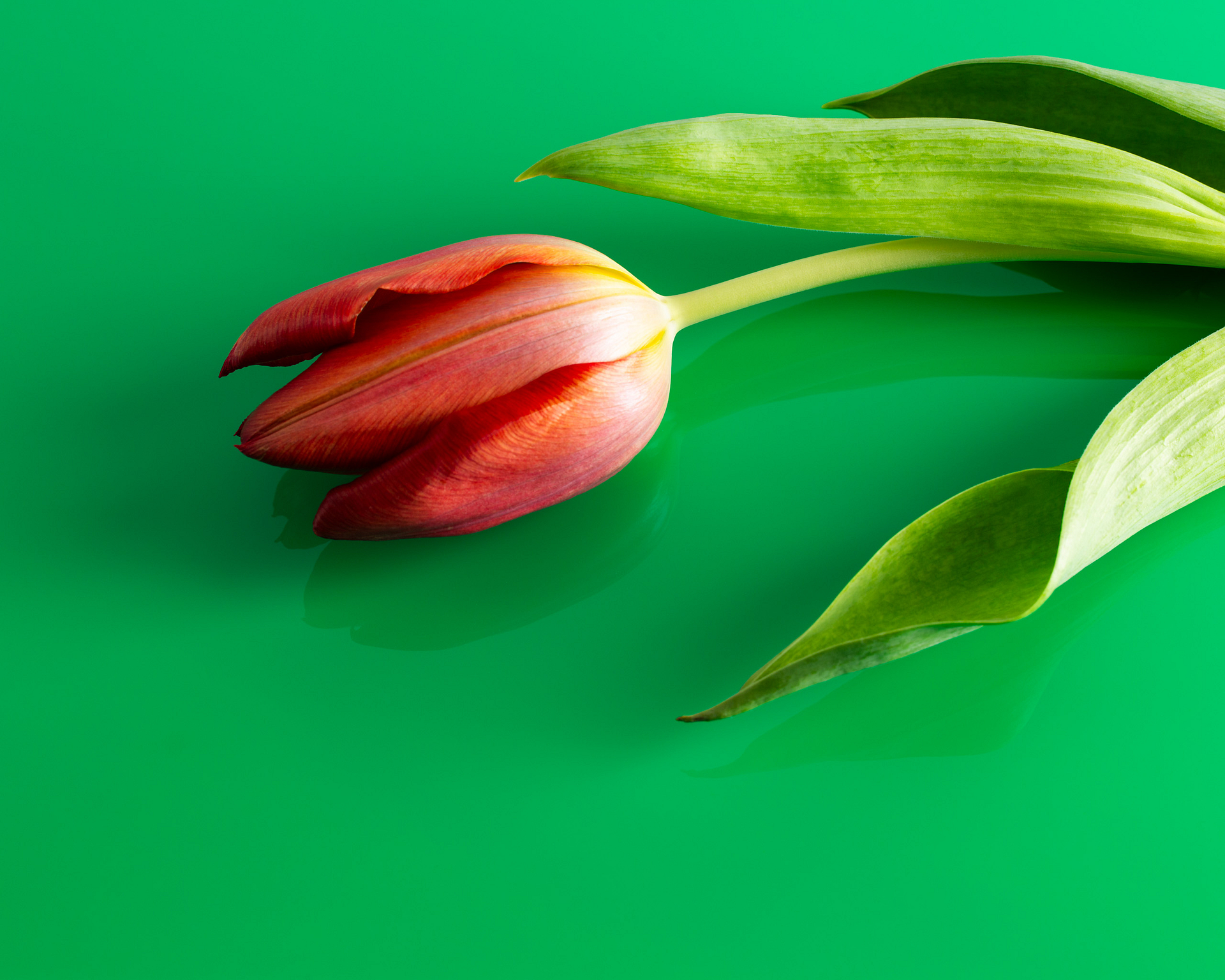 Red tulip on a green background.