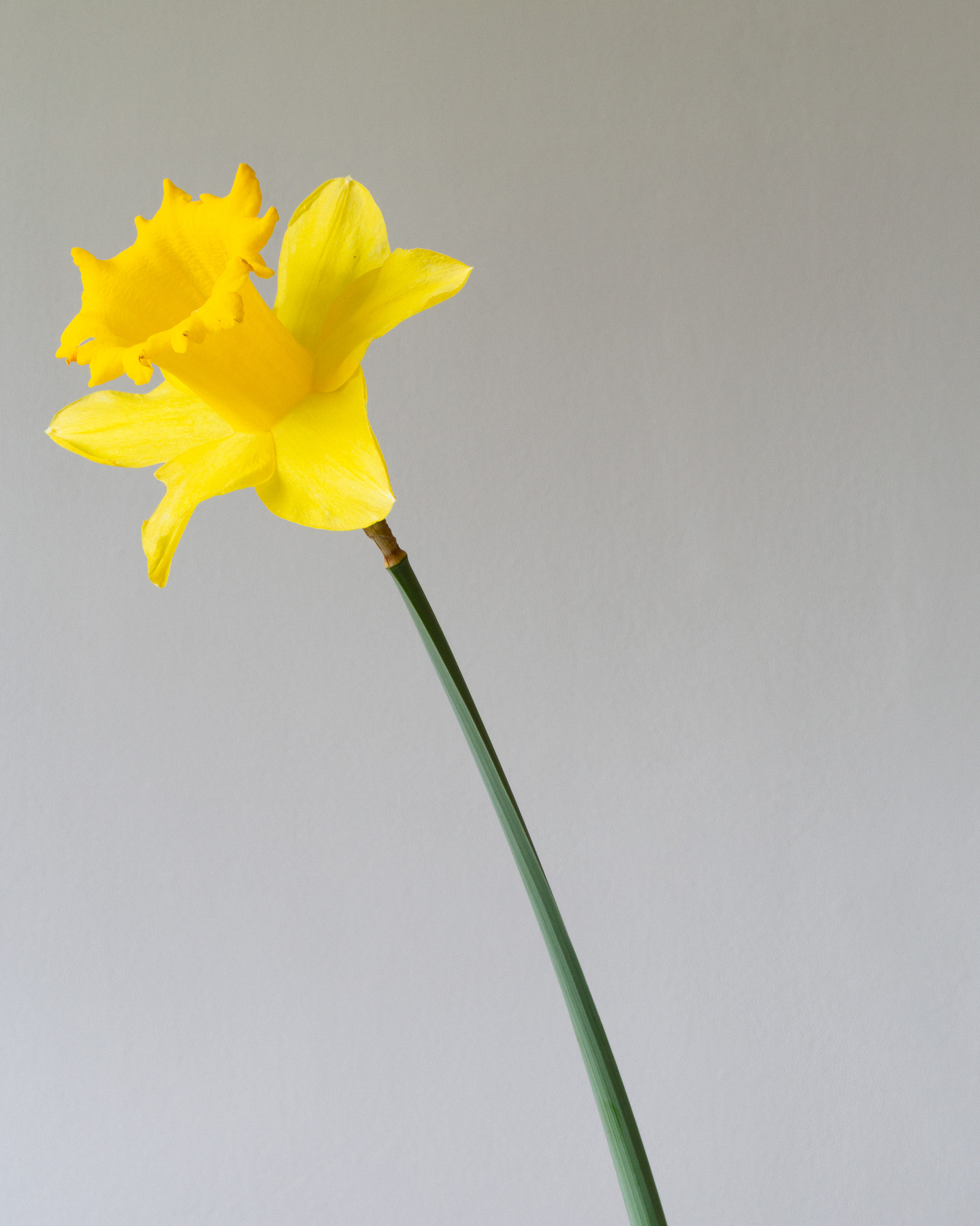 A yellow daffodil against a light background.