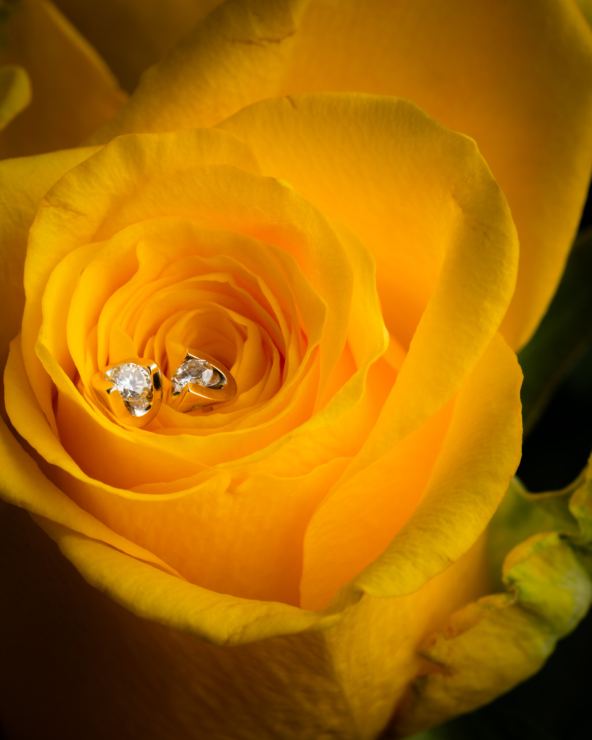 Diamond earrings in a yellow-orange rose.